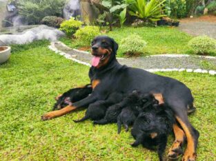 Puppies For Sale (Rottweiler and German Shepherd M