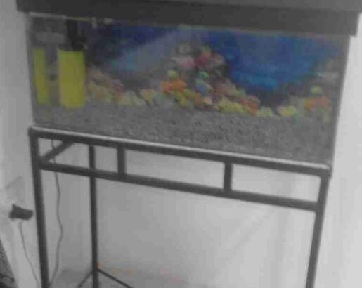 Fish Tank With Free Gold Fish