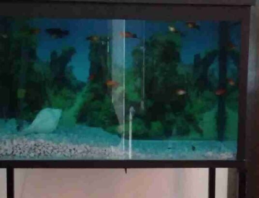 Fish Tank For Sale With Fishes For Sale