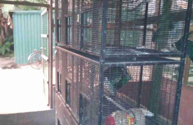 Stainless Stee Birds Cage For Sale