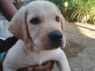 Labrador Puppy For Sale (Male)