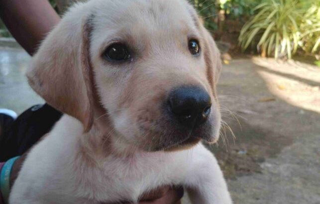 Labrador Puppy For Sale (Male)