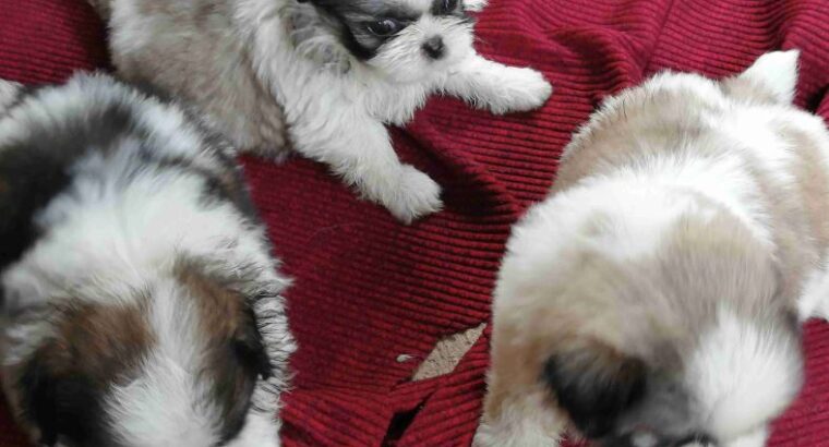 Shiv Tzu Puppies For Sale