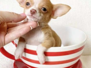 Chihuahua Puppy Available