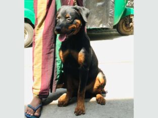 Rottweiler Male Puppy For Sale