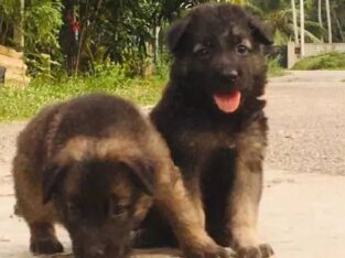German Shepard Puppies For Sale