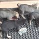 Richback Puppies For Sale