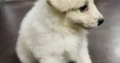 Japanese Spitz Puppies For Sale