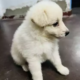 Japanese Spitz Puppies For Sale