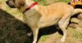 Labrador Dog For Sale (Female)