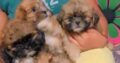 Terrier Puppies For Sale