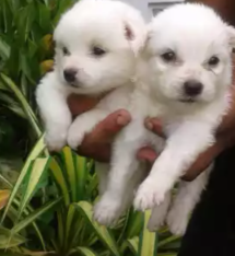 Lion Pomeranian Puppies For Sale