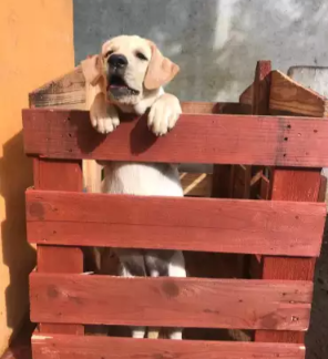 Labrador Puppies For Sale (Female)