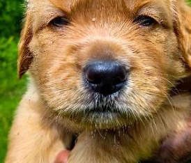Golden Retriever Puppies For Sale Original Breed