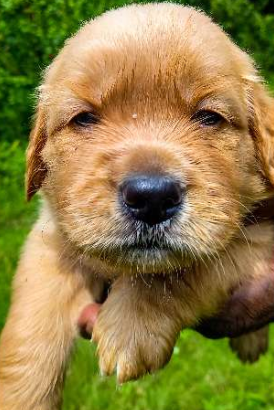 Golden Retriever Puppies For Sale Original Breed