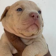 American bully Dog For Sale