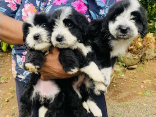 Tibetan Terriers Dog For Sale