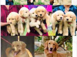 Golden Retrievers puppies For Sale