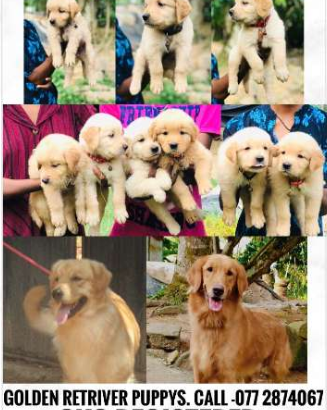 Golden Retrievers puppies For Sale