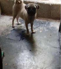 Pug Female Puppy For Sale