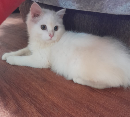 Male Kitten For Sale