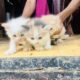 Persian kittens For Sale