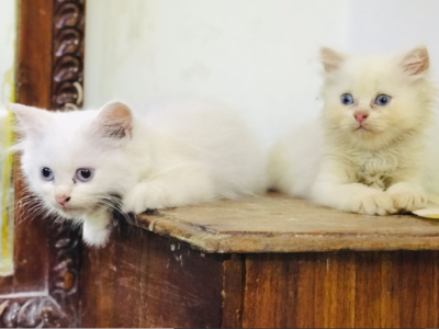 Pure Persian Kitten For Sale