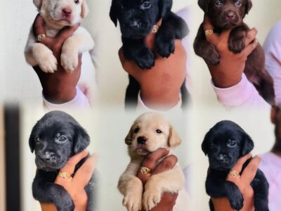 Labrador puppies male & femail