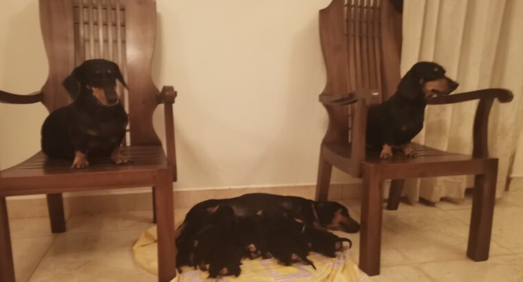 Dachshund puppies looking for their forever homes