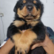 Rottwiler Puppies For Sale