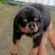 Rottwiler Puppies For Sale