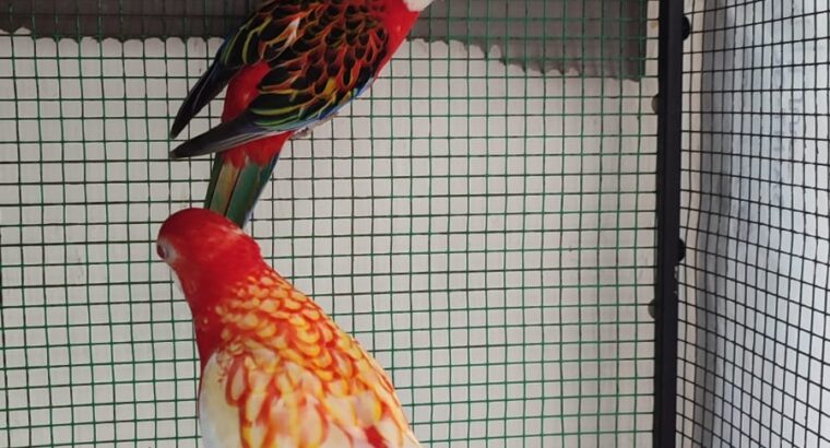 4 year old Rosella breeding pair available