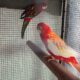 4 year old Rosella breeding pair available
