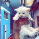Persian Kittens available