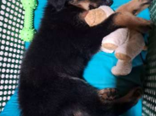 Vaccinated Pure Bred Lion- German Shepherd Puppy