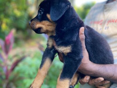Rottweiler Puppies For Sale