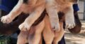 Labrador retriever Female puppies For Sale