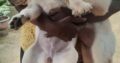 Labrador retriever Female puppies For Sale