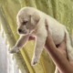 Labrador Retriever Puppies For Sale