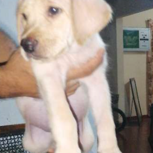 Labrador Puppy for sale