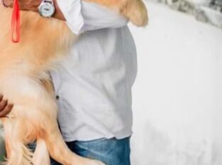 imported golden retriever female dog for sale