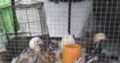 Golden Aseel Rooster Chicks