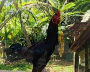 Fighting Rooster