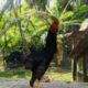 Fighting Rooster