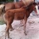 Horse For Sale