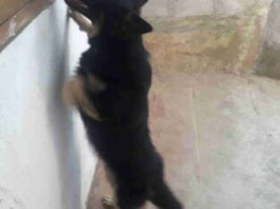 FEMALE GERMAN SHEPERED FOR SALE