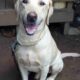 Labrador Retriever Male Dog For Sale