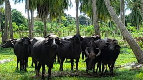 Buffaloes – Milking