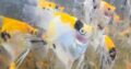 Tetra Fish And Angel Fish For Sale