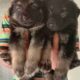 German Shepherd Long Coat Puppy For Sale